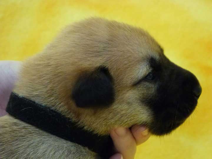 chinook puppy